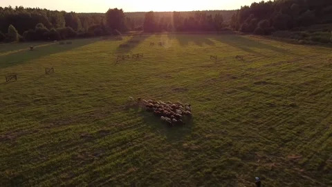 Sheep getting herded by working dog boeder collie, birds eye view. Sunset Stock Footage 206758265
