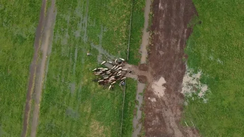 Sheep getting herded by working sheep dog boeder collie, birds eye view. Vidéo 157111151