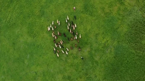 Sheep getting herded by working sheep dog boeder collie, birds eye view. Stock Footage 157111166