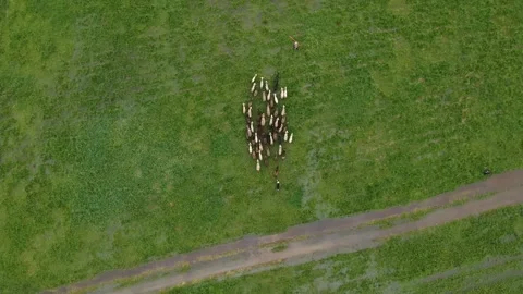 Sheep getting herded by working sheep dog boeder collie, birds eye view. Stock Footage 206758048