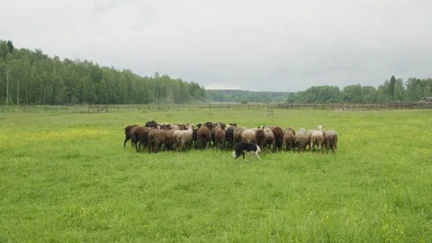 Sheep getting herded by working sheep dog boeder collie Stock Footage 287869969
