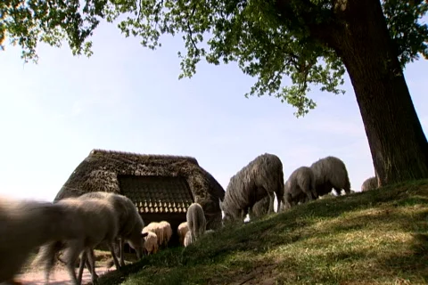 Sheep on the Ginkel Heath, 1944 dropzone near Arnhem and Ede Video stock 449838