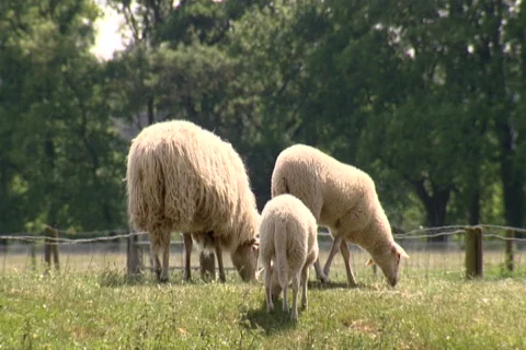 Sheep on the Ginkel Heath, 1944 dropzone near Ede and Arnhem Stock Footage 450059
