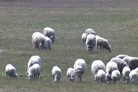 Sheep on the Ginkel Heath, 1944 dropzone near Ede and Arnhem Stock Footage 450098