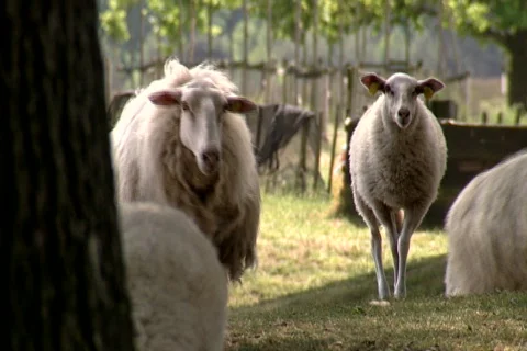 Sheep on the Ginkel Heath, 1944 dropzone near Ede and Arnhem Stock Footage 450133