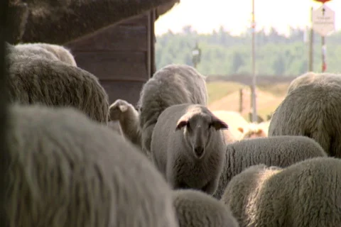 Sheep on the Ginkel Heath, 1944 dropzone near Arnhem and Ede Stock Footage