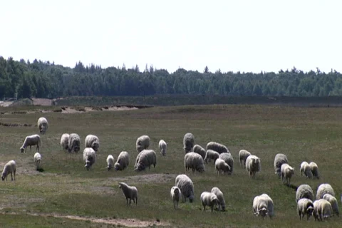 Sheep on the Ginkel Heath, 1944 dropzone near Ede and Arnhem Video stock 450157