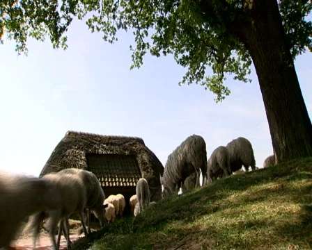 Sheep on the Ginkel Heath, 1944 dropzone near Arnhem and Ede Stock Footage 473492