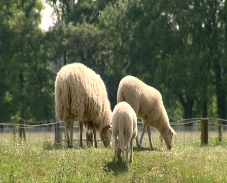 Sheep on the Ginkel Heath, 1944 dropzone near Ede and Arnhem Stock Footage 473679