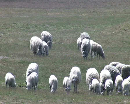 Sheep on the Ginkel Heath, 1944 dropzone near Ede and Arnhem Stock Footage 473705