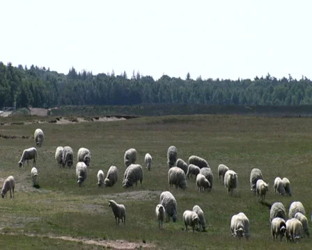Sheep on the Ginkel Heath, 1944 dropzone near Ede and Arnhem Stock Footage 473765