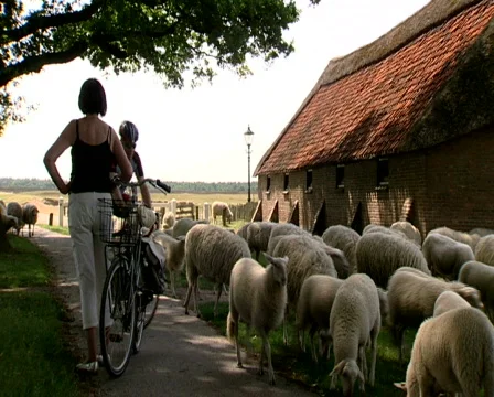 Sheep on the Ginkel heath 1944 dropzone near Ede and Arnhem Stock Footage 473880