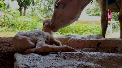 Sheep giving birth Stock Footage 215749136