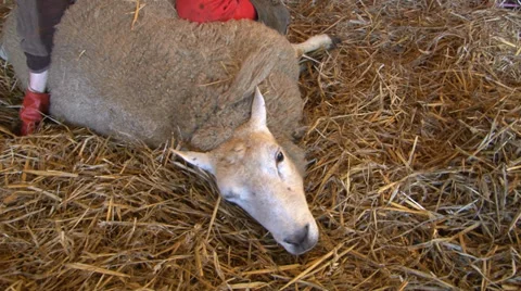 Sheep giving birth part 2 Stock Footage 36434932