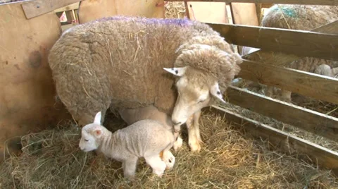 Sheep giving birth part 9 Stock Footage 36433028