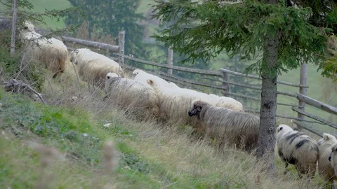 Sheep go to pasture Stock Footage 100154952