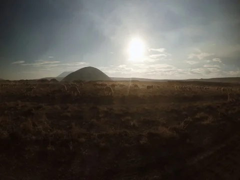 Sheep go in the rays of the sun in an arid desert mountainous area picking up Stock Footage 77883053