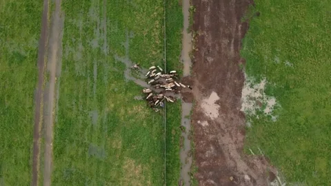 Sheep go through the gate aerial shoot Stock Footage 226605414