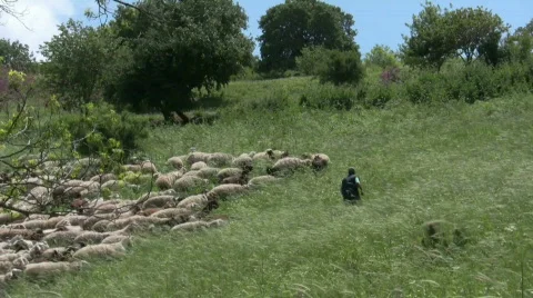Sheep, goats, shepherd 스톡 동영상 370359