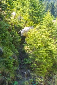 A sheep going down to cross the road between the young fir trees in the fores Stock Photos