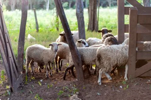 Sheep Going into Pen Stock Photos