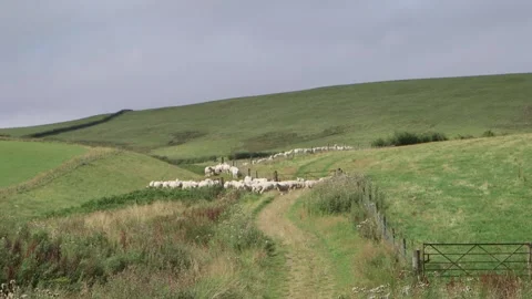 Sheep going through path Vidéo 143735631