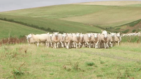Sheep going towards camera Vidéo 143735591
