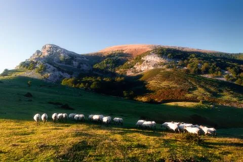 Sheep in Gorbea mountain Stock Photos