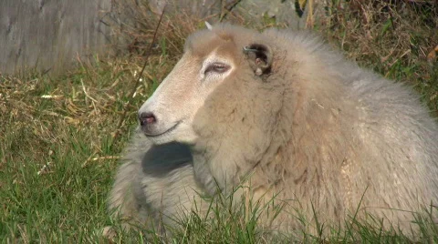 Sheep got surprised Stock Footage 540271