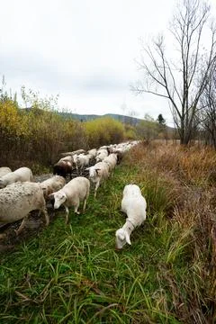 Sheep gracefully wander through lush green fields alongside a tranquil stre.. 写真素材