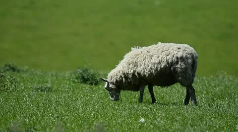 Sheep graizing in field Stock Footage 11877350
