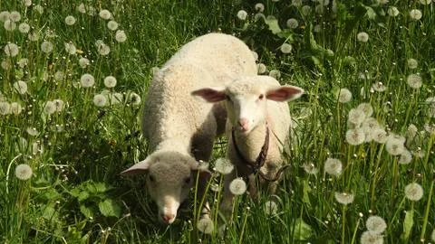Sheep Grass Dandelions Stock Photos