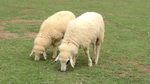 Sheep on grass field Stock Footage 51727682