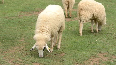 Sheep on grass field Stock Footage 51733296