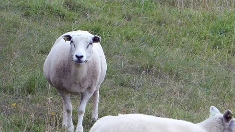 Sheep on grass field Stock Footage 83393458