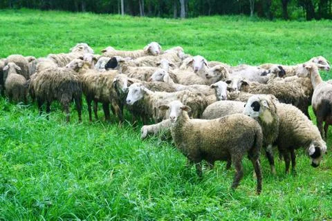 Sheep in grass field Stock Photos