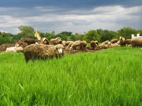 Sheep in grass field Stock Photos