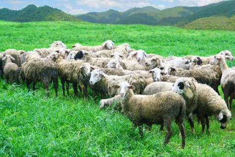 Sheep in grass field Foto stock