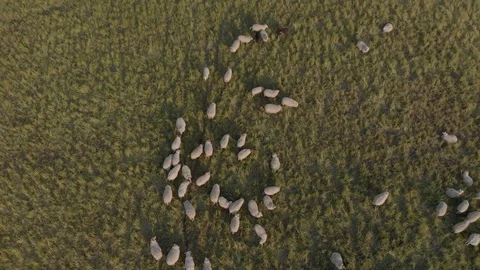 Sheep in grass Stock Footage 90047948