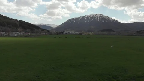 Sheep on the grass Stock Footage 119005087