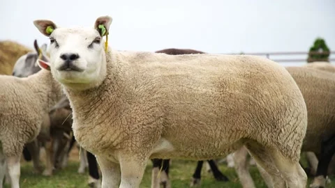 Sheep on the grass with lambs .Various varieties and ages. 59 94 fps 60 fps Stock Footage 133270901