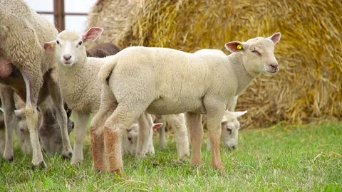 Sheep on the grass with lambs .Various varieties and ages. 59 94 fps 60 fps Stock Footage 133270902
