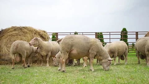 Sheep on the grass with lambs .Various varieties and ages. 59 94 fps 60 fps Stock Footage 133270904