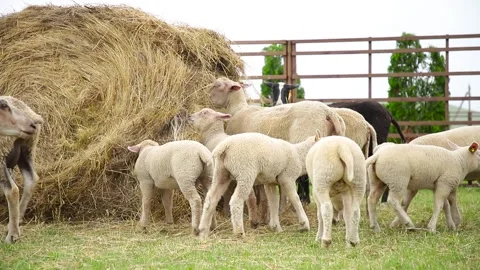 Sheep on the grass with lambs .Various varieties and ages. 59 94 fps 60 fps Stock Footage 133270909