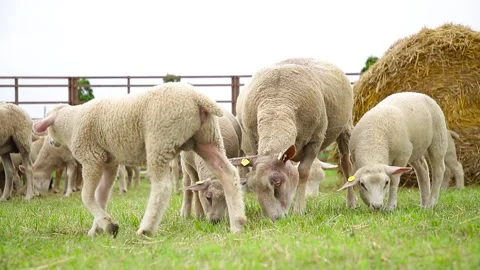 Sheep on the grass with lambs .Various varieties and ages. 59 94 fps 60 fps Stock Footage 133270912