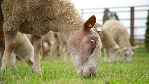 Sheep on the grass with lambs .Various varieties and ages. 59 94 fps 60 fps Stock Footage 133270914