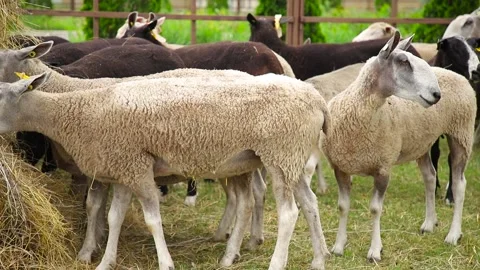 Sheep on the grass with lambs .Various varieties and ages. 59 94 fps 60 fps Stock Footage 133270917