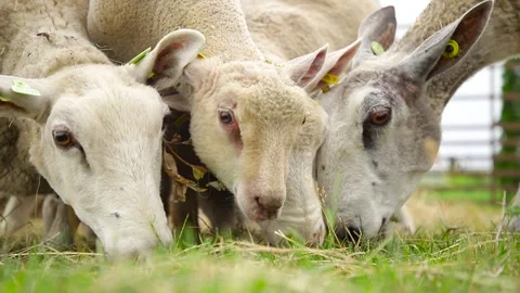 Sheep on the grass with lambs .Various varieties and ages. 59 94 fps 60 fps Stock Footage 133270920