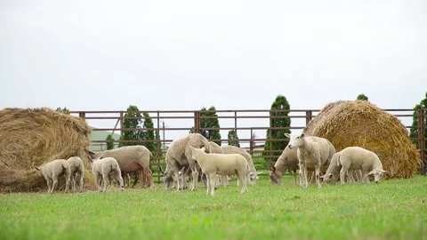 Sheep on the grass with lambs .Various varieties and ages. 59 94 fps 60 fps Stock Footage 133270921