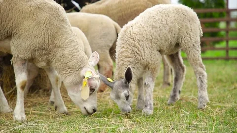 Sheep on the grass with lambs .Various varieties and ages. 59 94 fps 60 fps Stock Footage 133270928